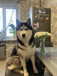 Brand Husky Diva Solaris