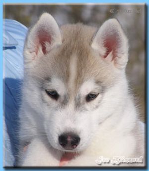 VALOR HERO ICE BLIZZARD