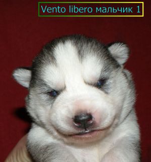 VENTO LIBERO FIRRAUER BELII VETE