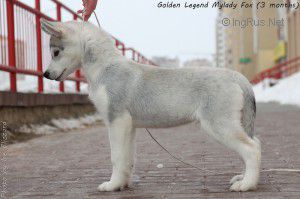 GOLDEN LEGEND MYLADY FOX