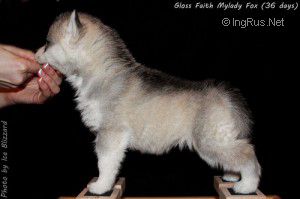 GLOSS FAITH MYLADY FOX
