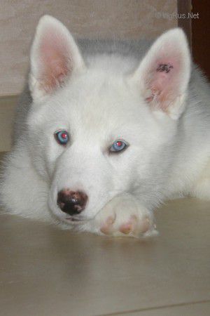 ZOLOTO NEBES FREND VAIT SNOWSTORM
