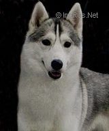 SNOW WINNER ALEXIS WONDERFUL DREAM