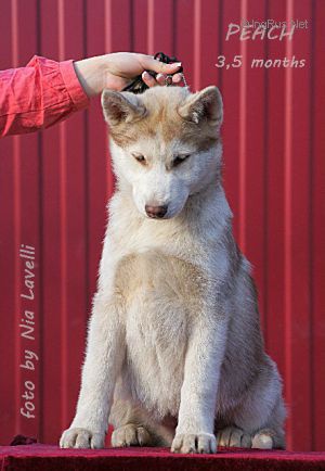 GOLUBOYE SIYANIYE NORDIC GOLD FLASH