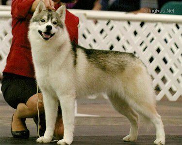 STORMCALL REFLECTION OF NANOOK
