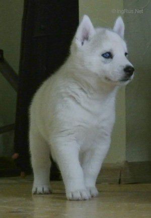 OZZY OSBOURNE OF HUSKY MOB
