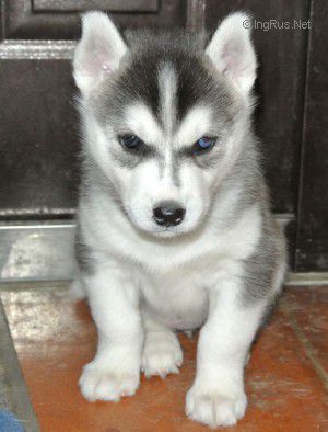 OPAL PEARL OF HUSKY MOB