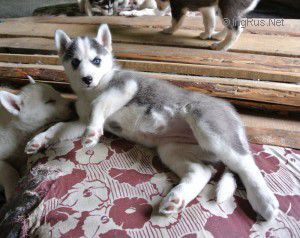 ONYX SPRING OF HUSKY MOB