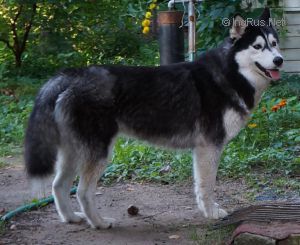 ELFINA THE GENTLE S GOLUBOY ZVEZDY