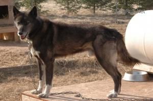 HOWLING SPIRIT'S SAN DIEGO
