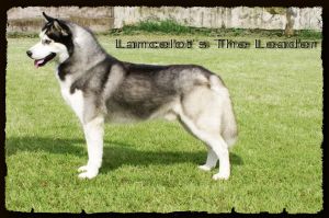 AZURRO LEAZZER OF LANCELOT