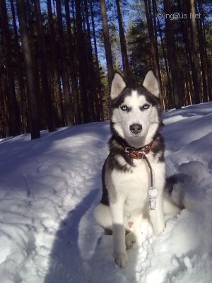 KRISTALL SNOW DEMON OF NIGHT