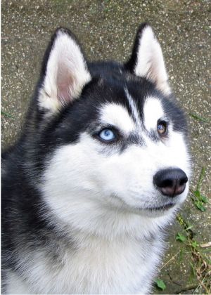 MISS FROST DREAM ESKIMOSKI DOMEK