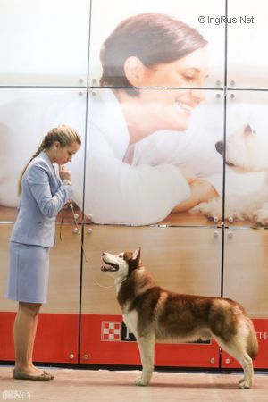GEMCHUGINA SEVERA BALTO BRAVE HEART