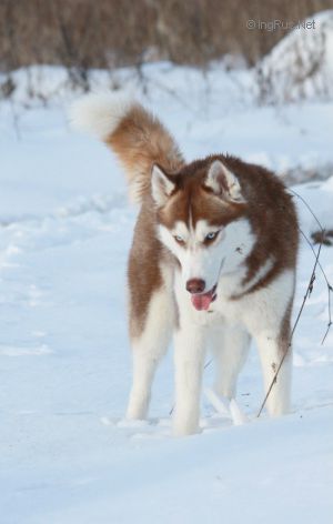 SIBERIAN MOON RAFAELLA IS SUPER KLANA