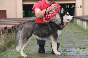 ALYASKAN WOLF