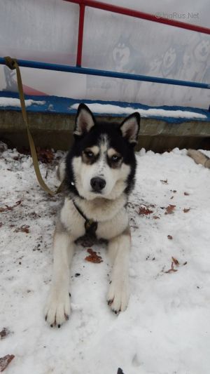 SIBERIAN PARADISE FRIEND FAITHFULL DARK DRAKULA