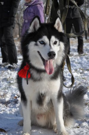 HUSKY HAVEN EFIM