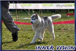 HONEY BEAR OF INNER VISION