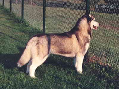CHEFORNAK'S QUOUVALI