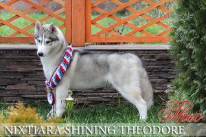 NIXTIARA SHINING THEODORE