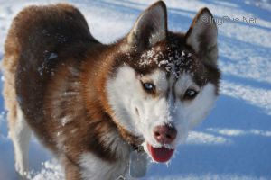 PRESENT OF WOLF RED DEVIL MIKAELA