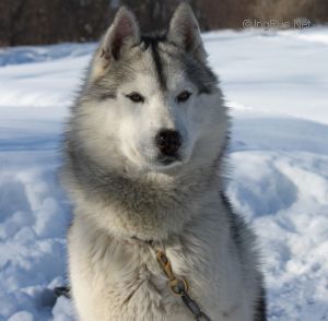 HUSKY HAVEN PRINCE CHARLES