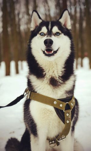 SIBERIAN HAPPINES BLACK EMERALD MAGNATE