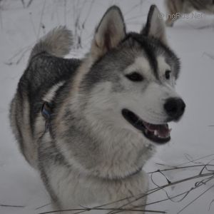 DAKOTA NACHALO NOVOGO PUTY VIKVAYA