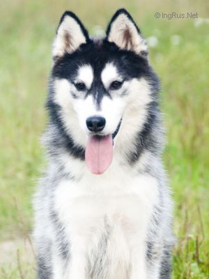 HUSKY HAVEN APOLLO GODDES