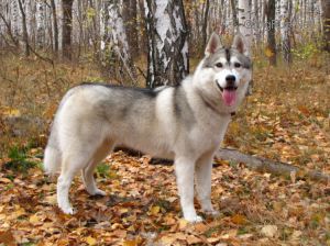 HUSKY HAVEN UVENTA