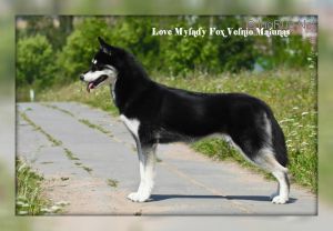 LOVE MYLADY FOX VELNIO MALUNAS