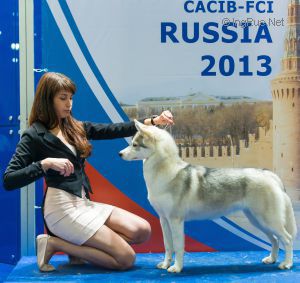 ALAPA SIBERIANS TIMELESS BEAUTY