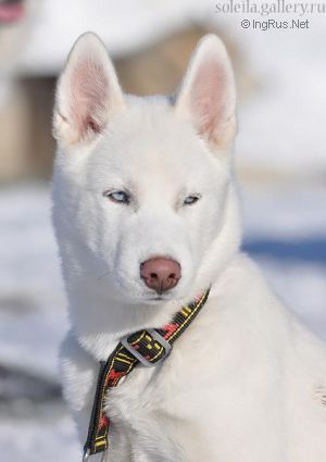 GIZMO SHIROI YUKI