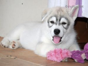 ALAPA SIBERIANS TRANQUILLE COURAGE