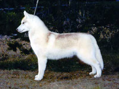 INNISFREE TANGO WITH NANOOK
