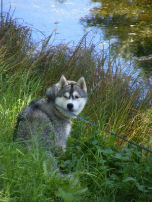 HUSKY HAVEN GRAY WOLF