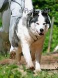 SEVERNY VETER ALEX