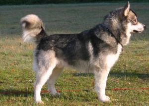 COE'S SPIRIT WOLF OF ZAUSEL