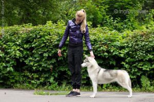 HAPPY HUSKY BLISS SIENNA MYLADY FOX