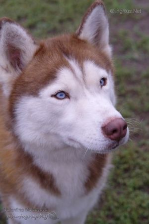 DAKOTA IZ KLANA SIMURANA