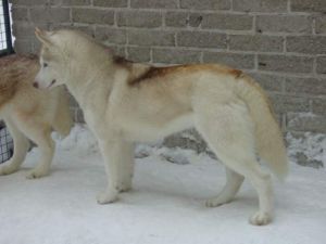 SLEIGH RIDE'S CANADIAN DREAM