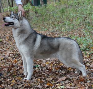 TAIL NORT ALBA SUNBLAZE