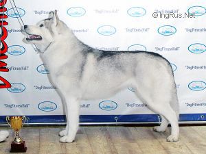 NORD HEART BALLADA WOLF'S RAIN