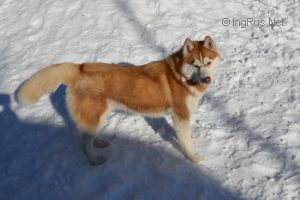 MARSI FRISKY DLYA SNEZHNOGO VERNISAZHA