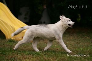 NORTHKENDA'S THE LORD OF THE SANDS