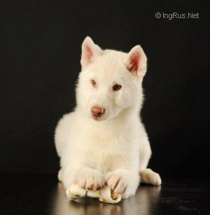 KISS WHITE