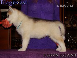 BLAGOVEST FAWN GIANT