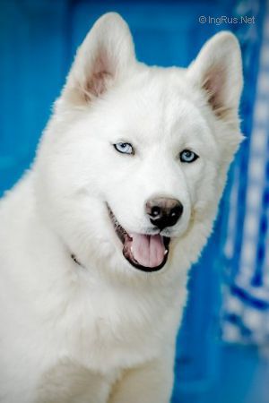 ZAVETNOYE ZHELANIE ORSO BIANKO