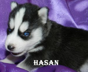 HASAN BLACK CRYSTAL